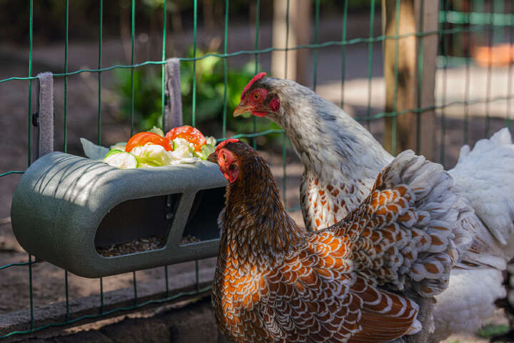 beeztees Hühner Feeder